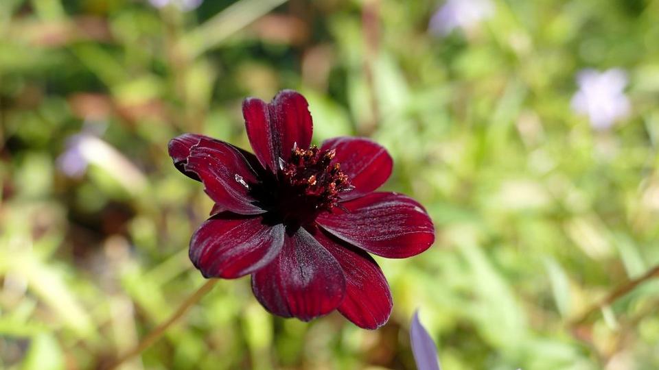 chocolate-cosmos-interflora