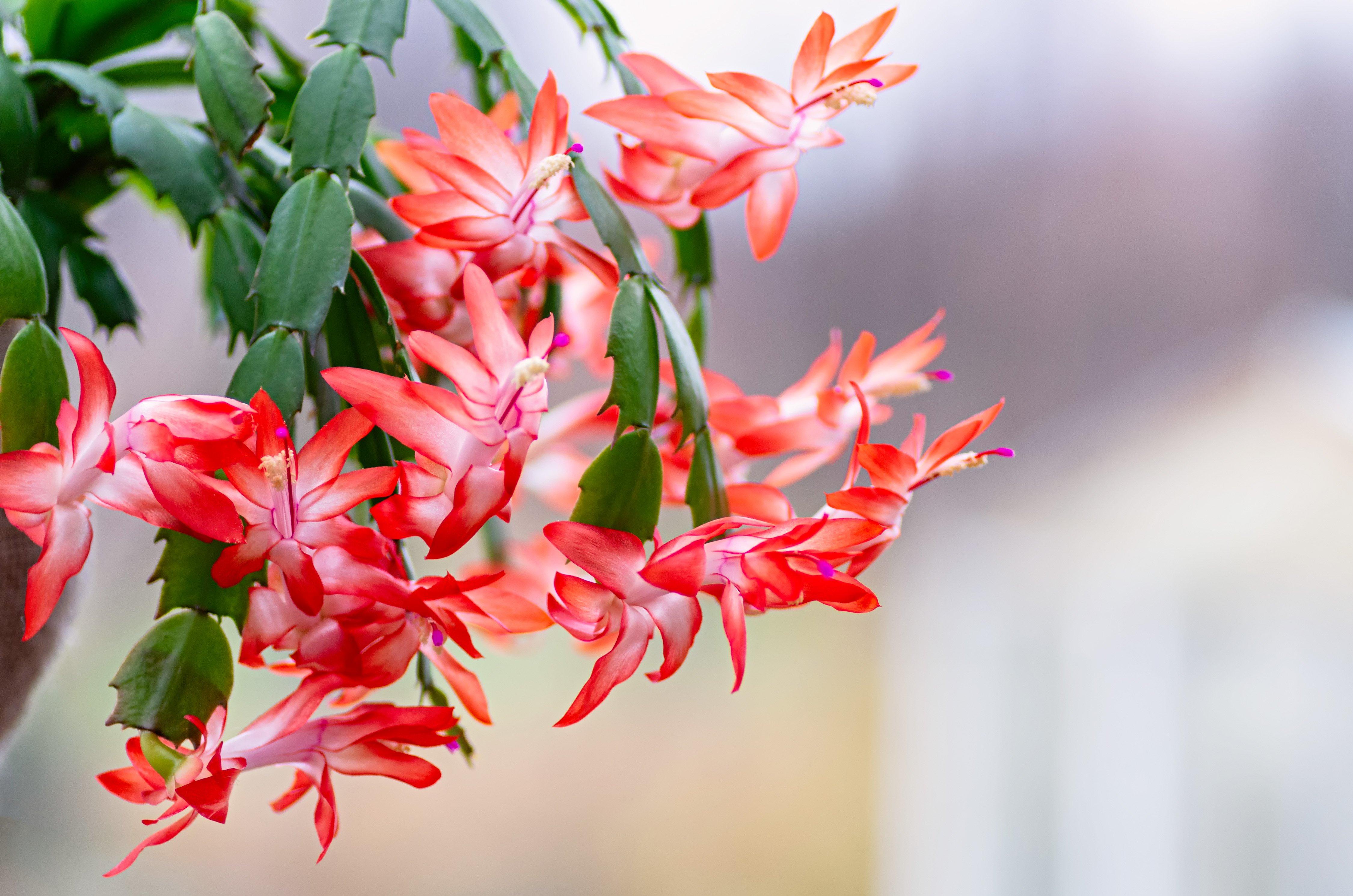 christmas-cactus-flower-orange