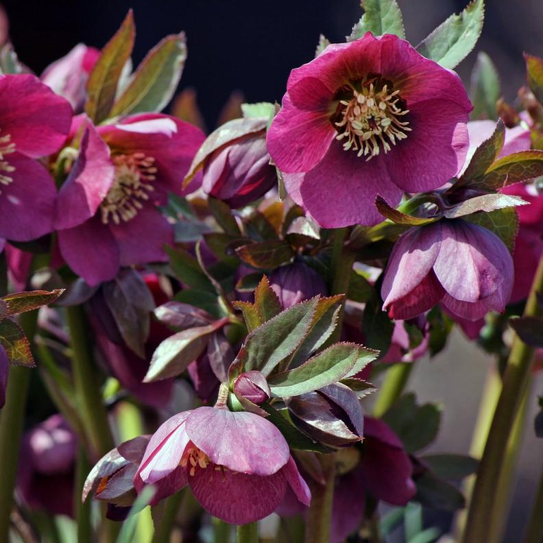christmas_roses