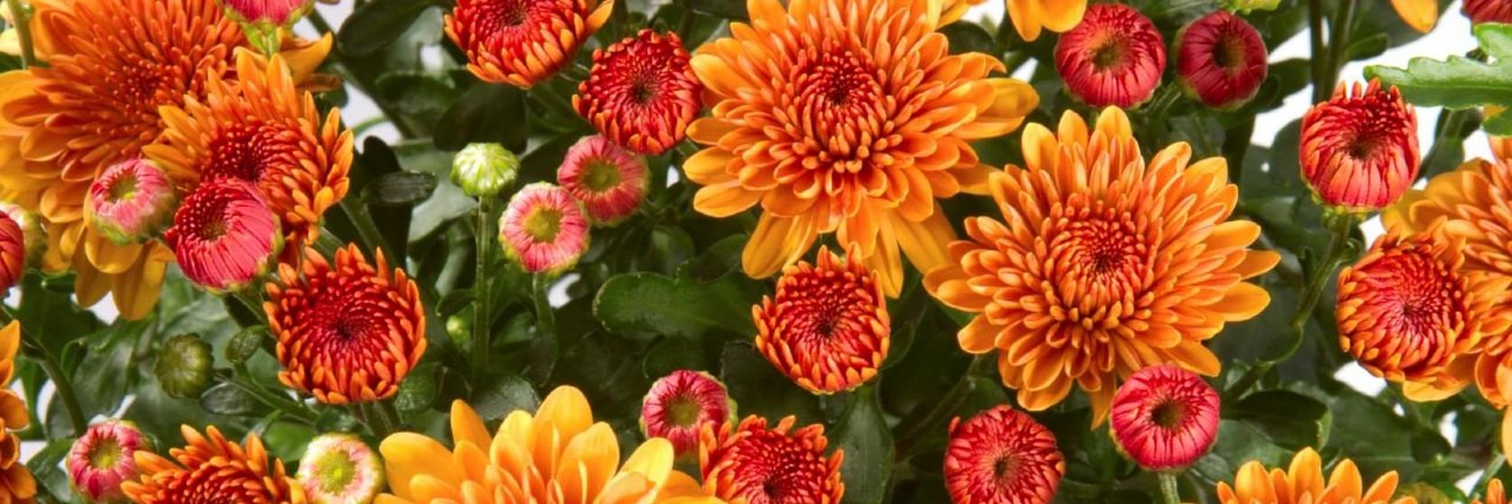 chrysanthemum-orange-flowers