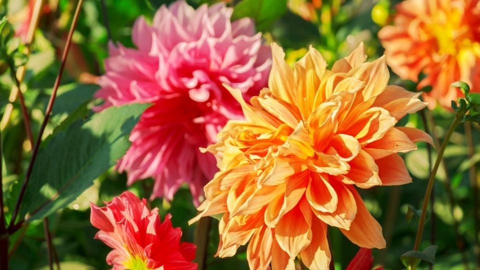 chrysanthemum-orange-pink-flowers