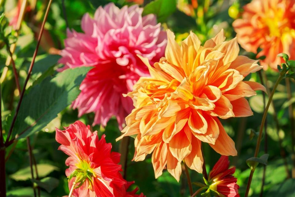 chrysanthemum-orange-pink-flowers