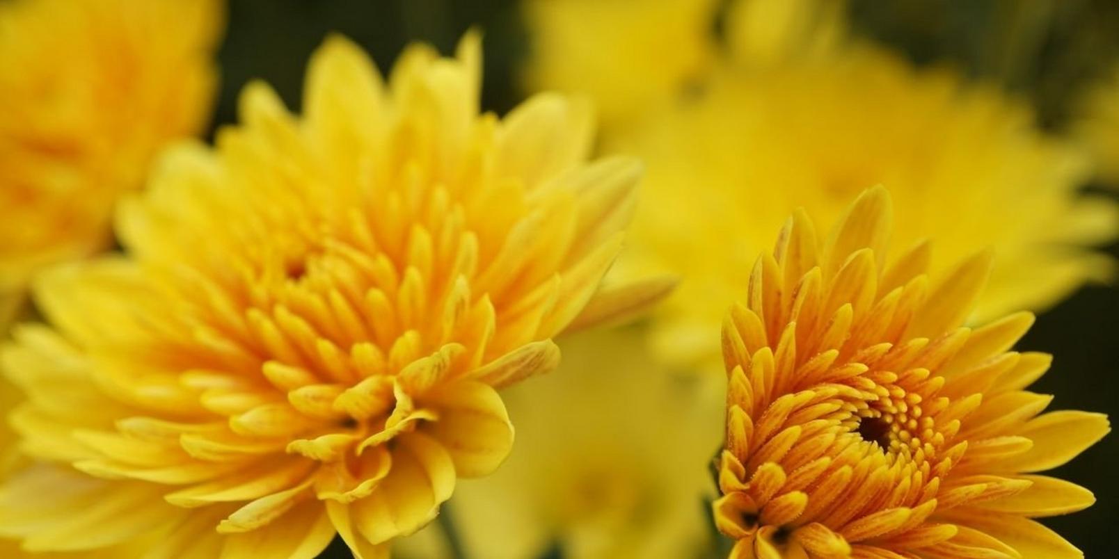 chrysanthemums-yellow-flowers