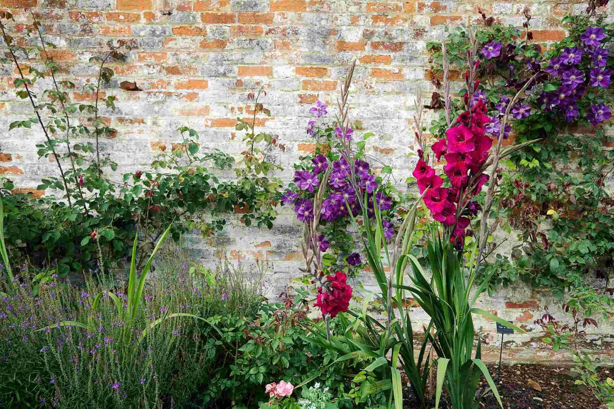 clematis-outdoor-wild (1)