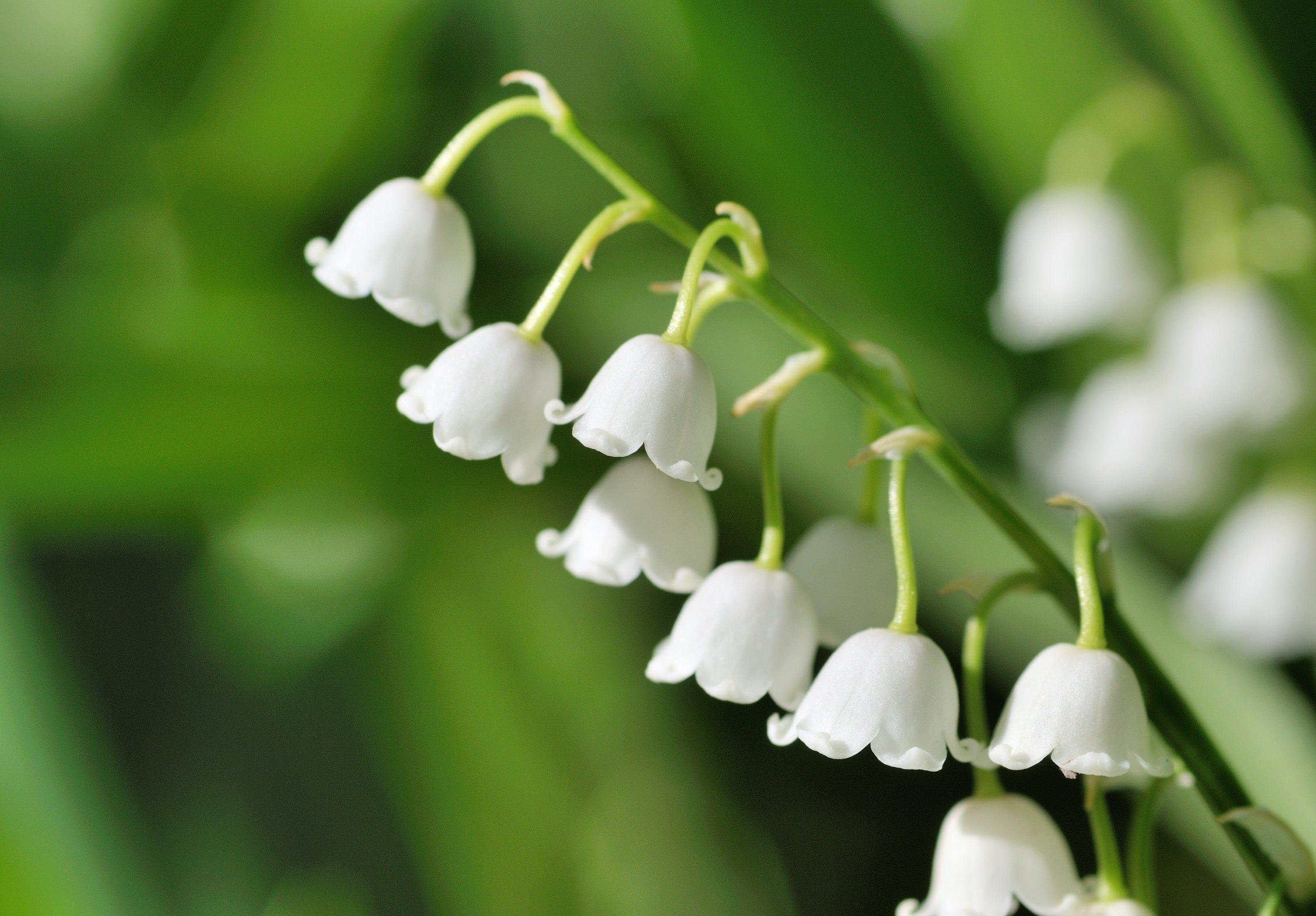close-up-lily-of-the-valley