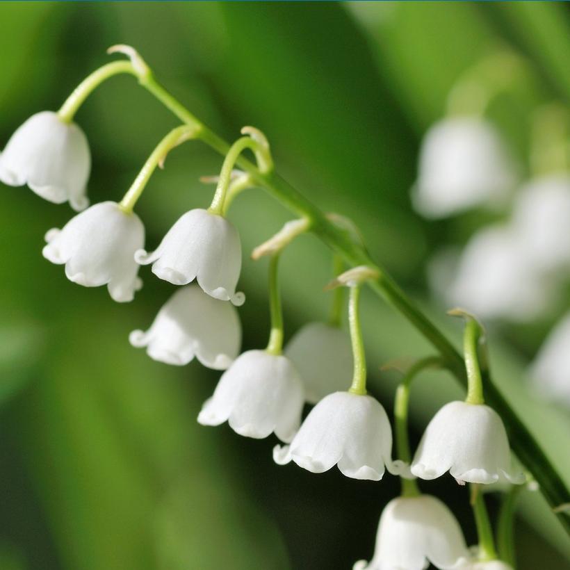 close-up-lily-of-the-valley