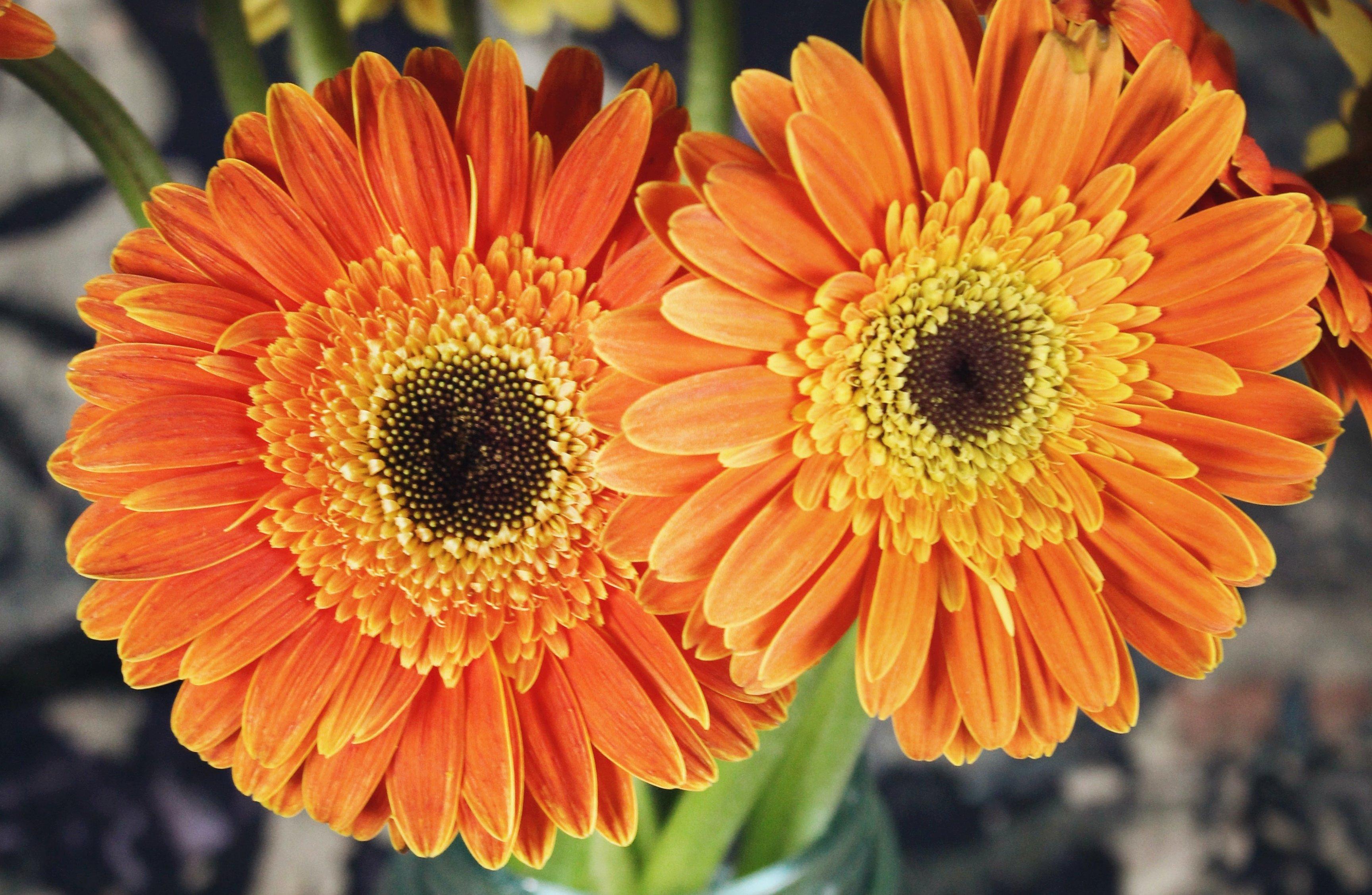 crested-double-gerbera-orange-flower