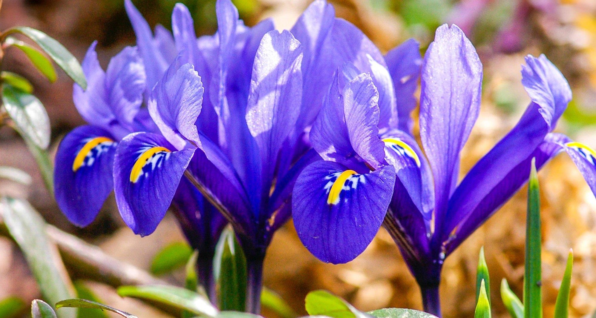 crested-irises-blue