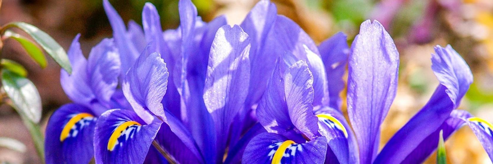 crested-irises-blue