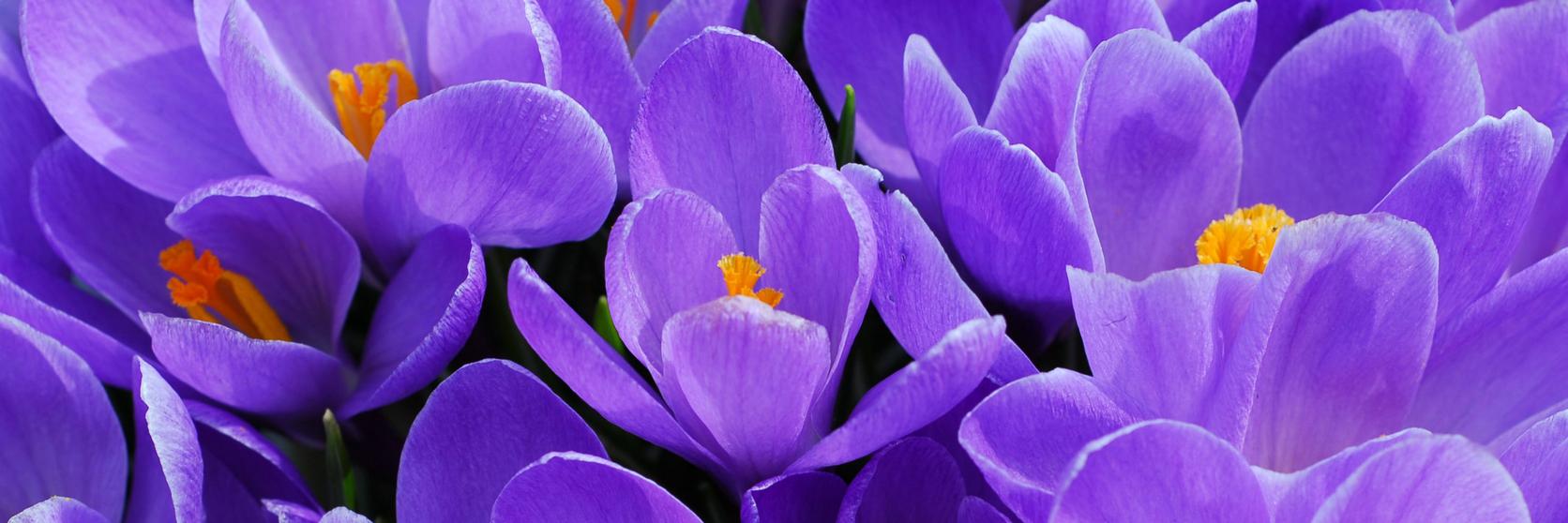 crocus-purple-flowers