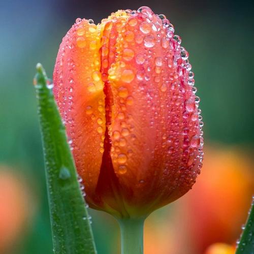 cup-shape-tulip