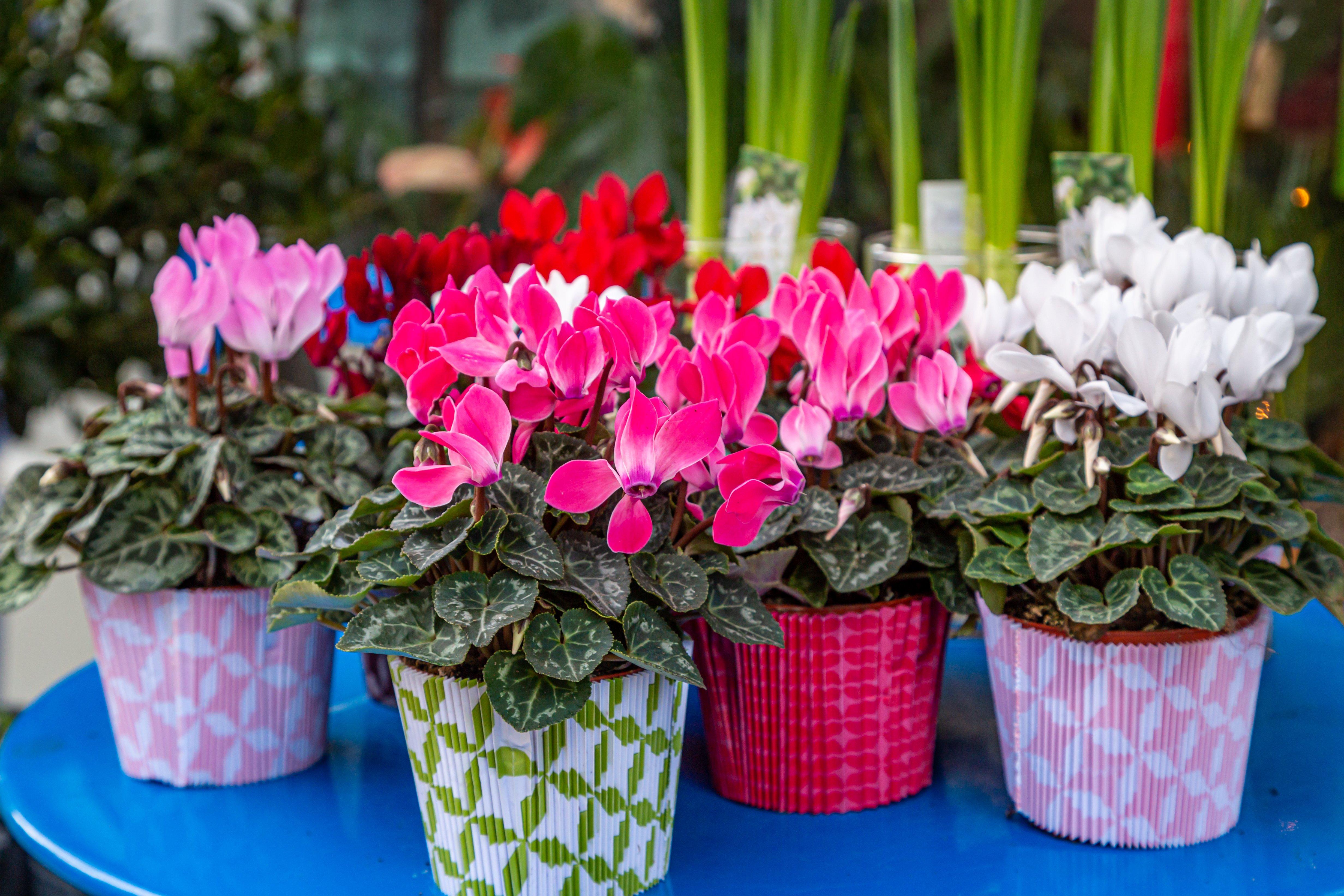 cyclamen-mulitcoloured-pots