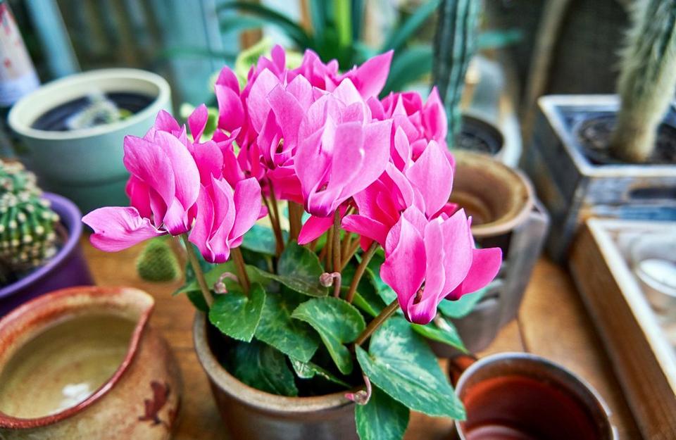 cyclamen-pink-plant-pot