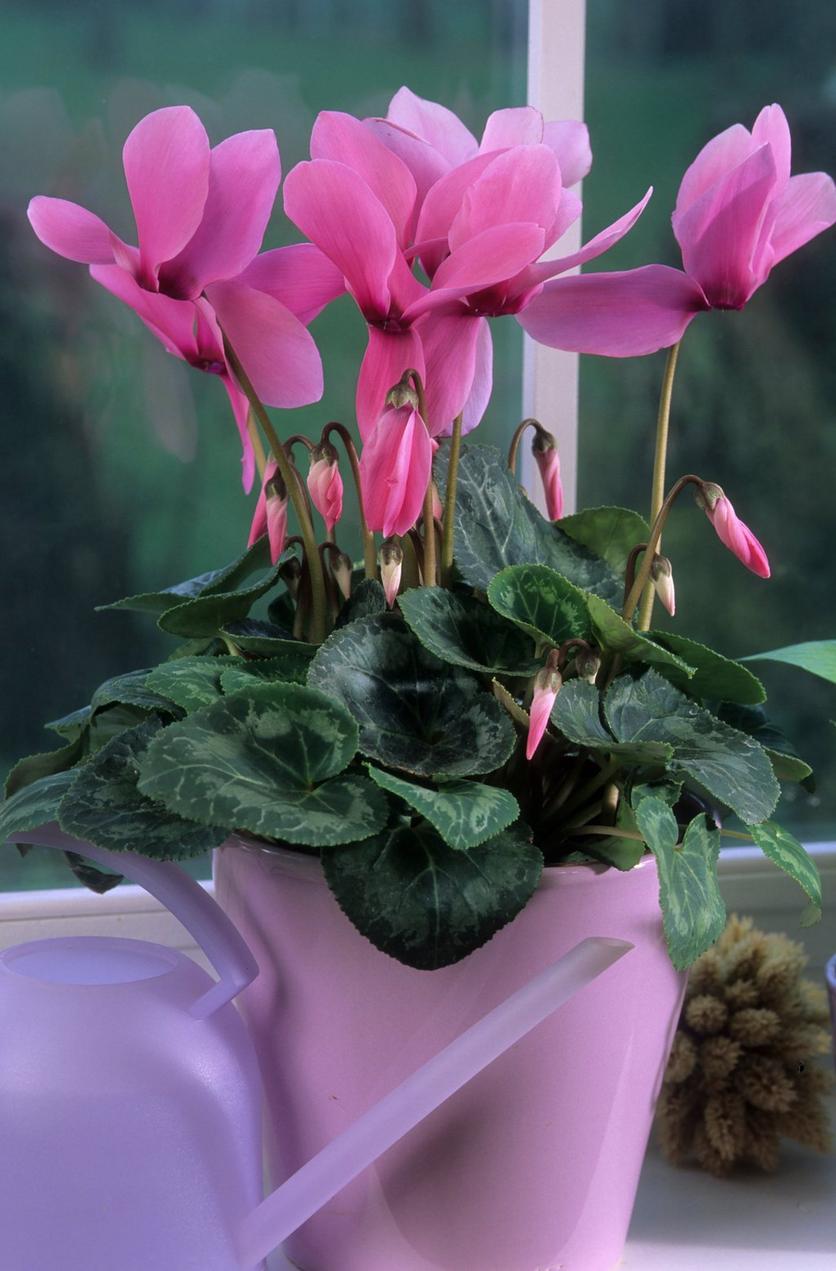 cyclamen-pink-potted-watering-can