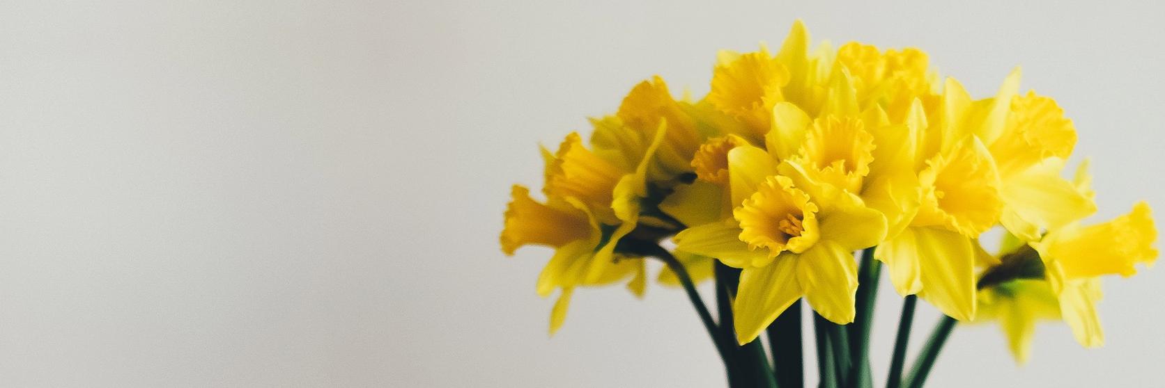 daffodil-spring-flowers