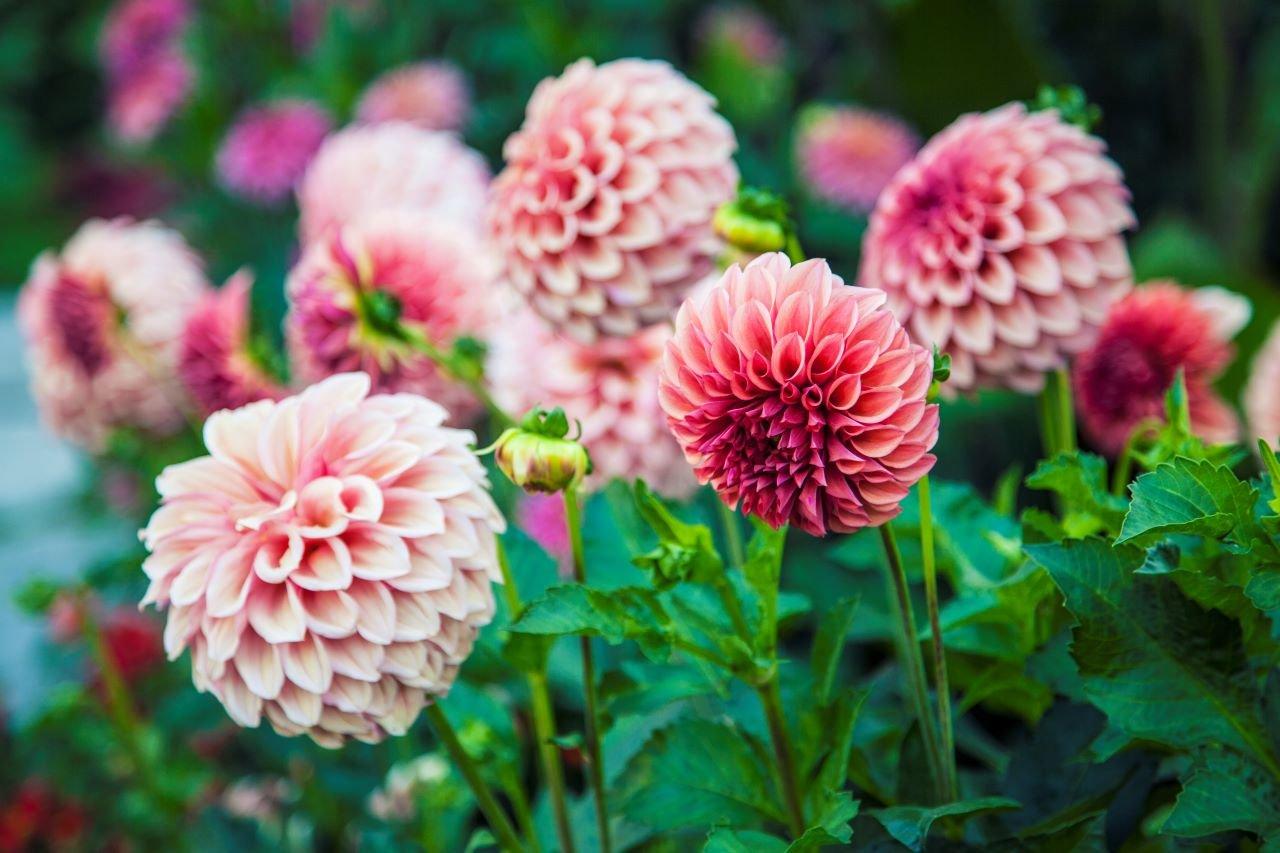 dahlia-light-pink-flowers
