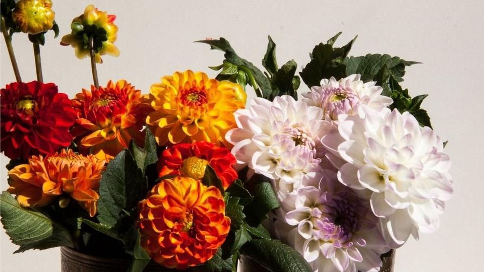 dahlias-multicoloured-flowers