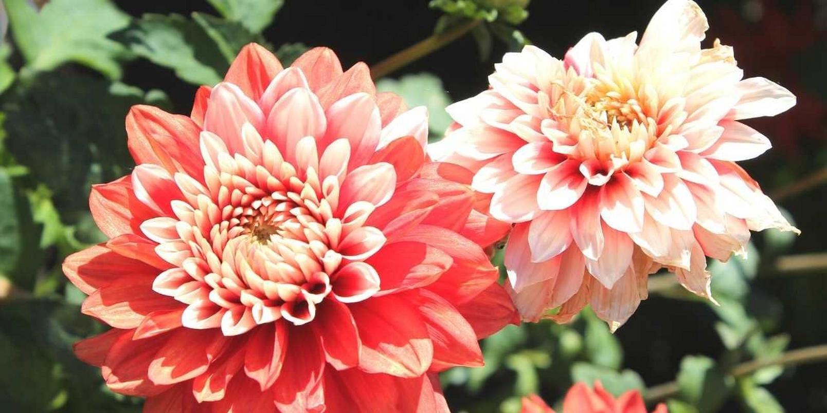 dahlias-orange-pink-flowers