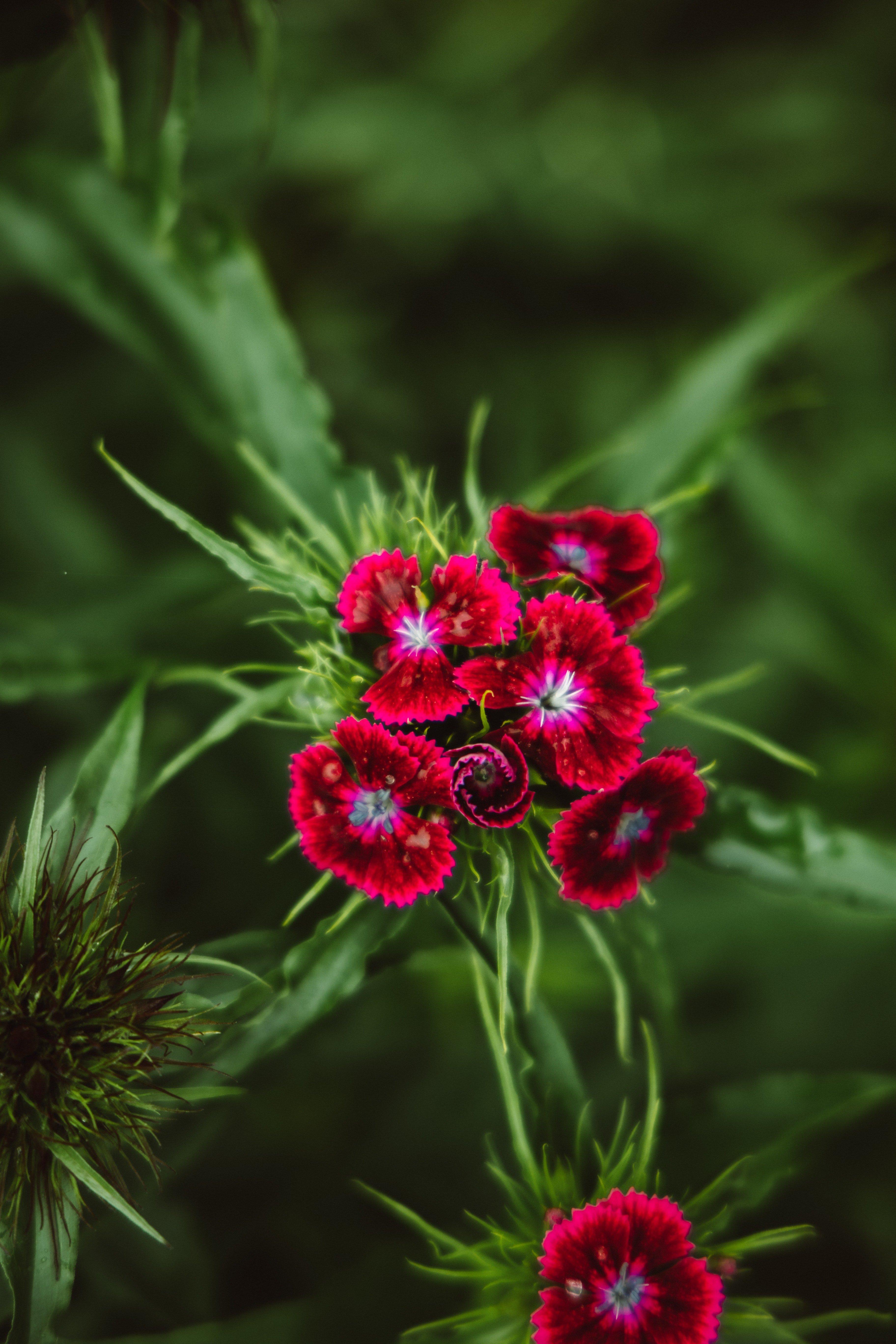 dark red sweet william