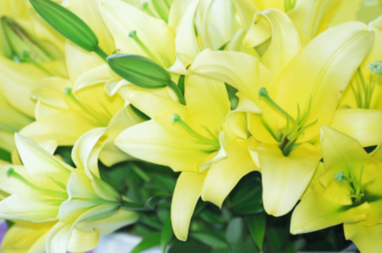 daylillies-green-flower