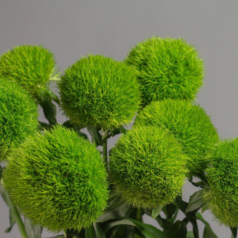 dianthus-green-flowers