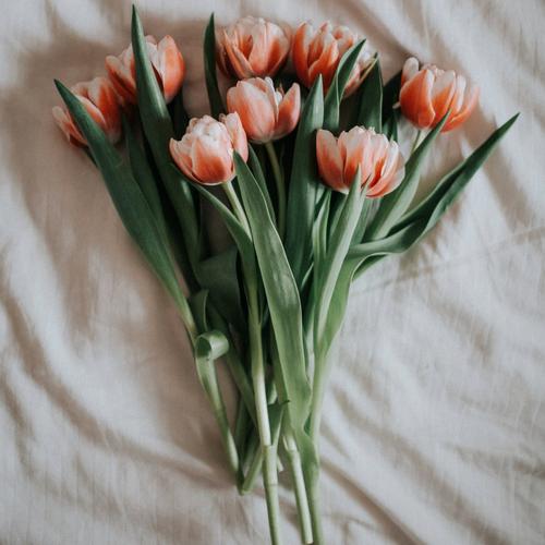 double-tulip