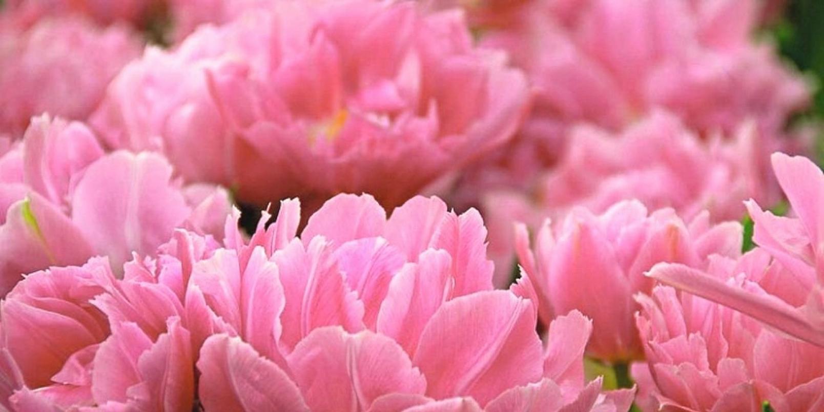 double_tulips