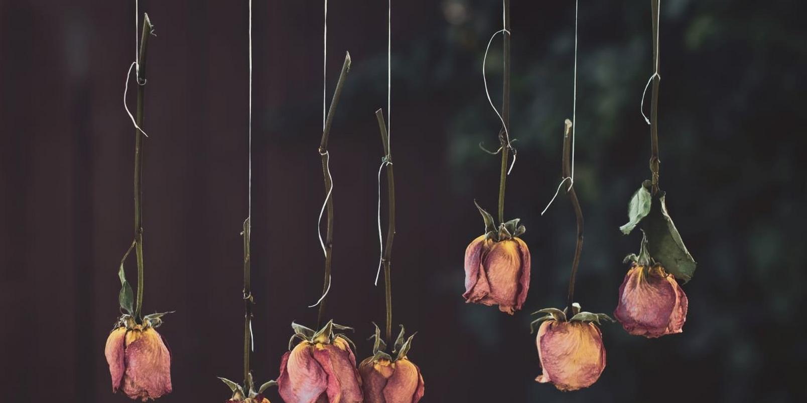 dried-pink-roses-flowers