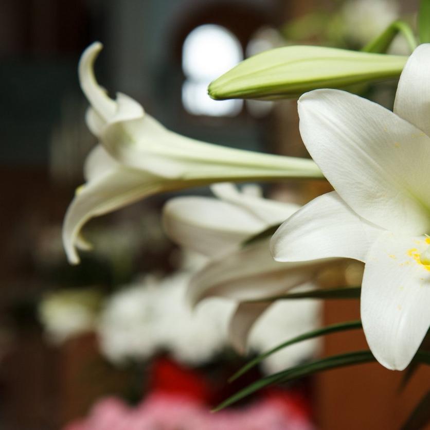 easter-lily-white-flowers