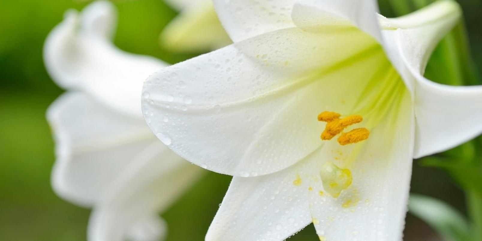 easter_lilies