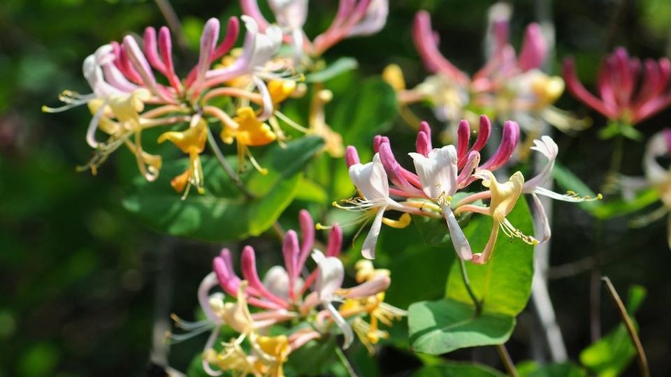 ff_honeysuckle_plant