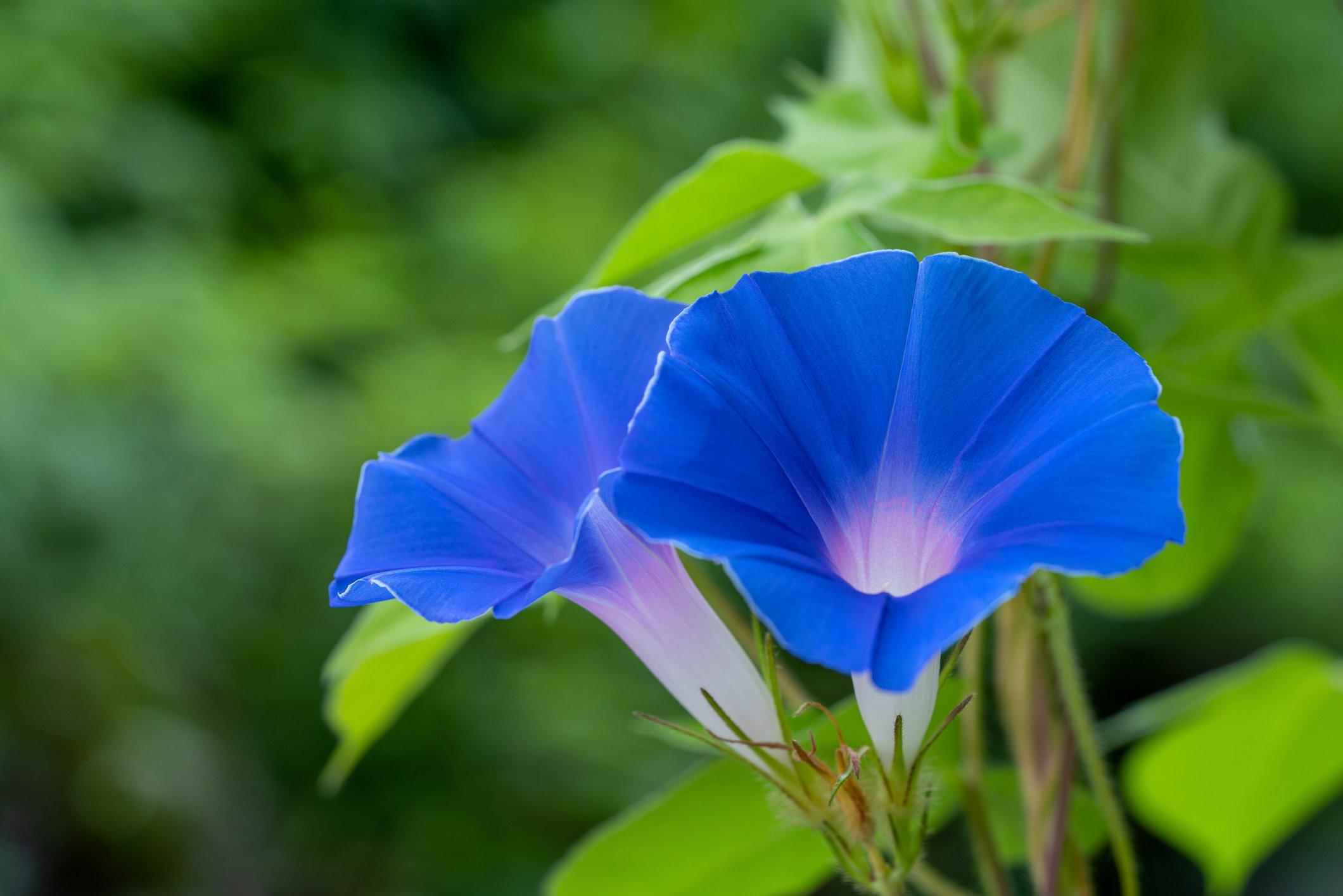 ff_morning_glory_dark_blue