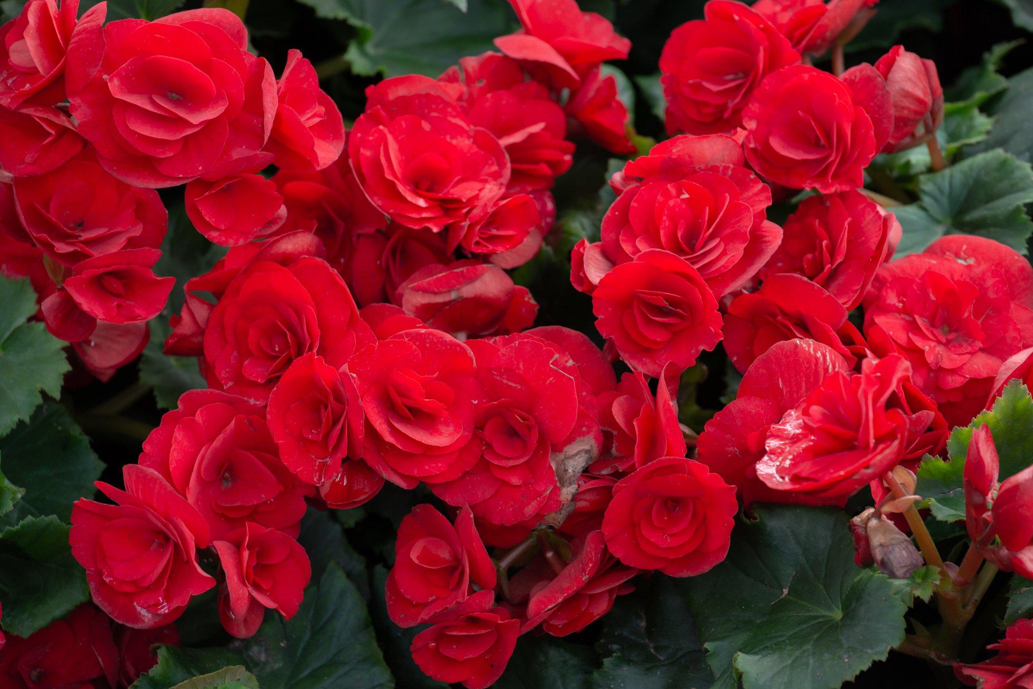 ff_red_begonia
