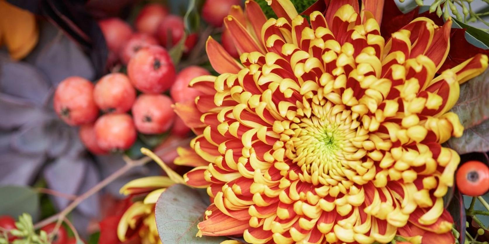 flower-types-autumn-flowers-1