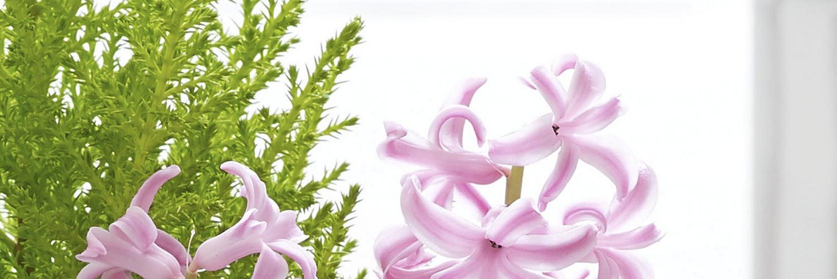 footer-background-pink-hyacinth