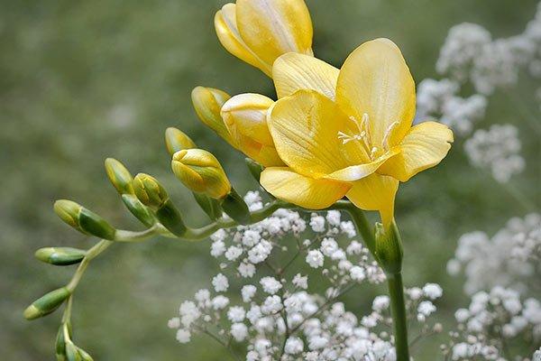 freesia