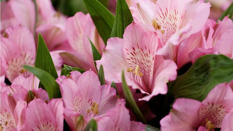 freesia-light-pink-flowers