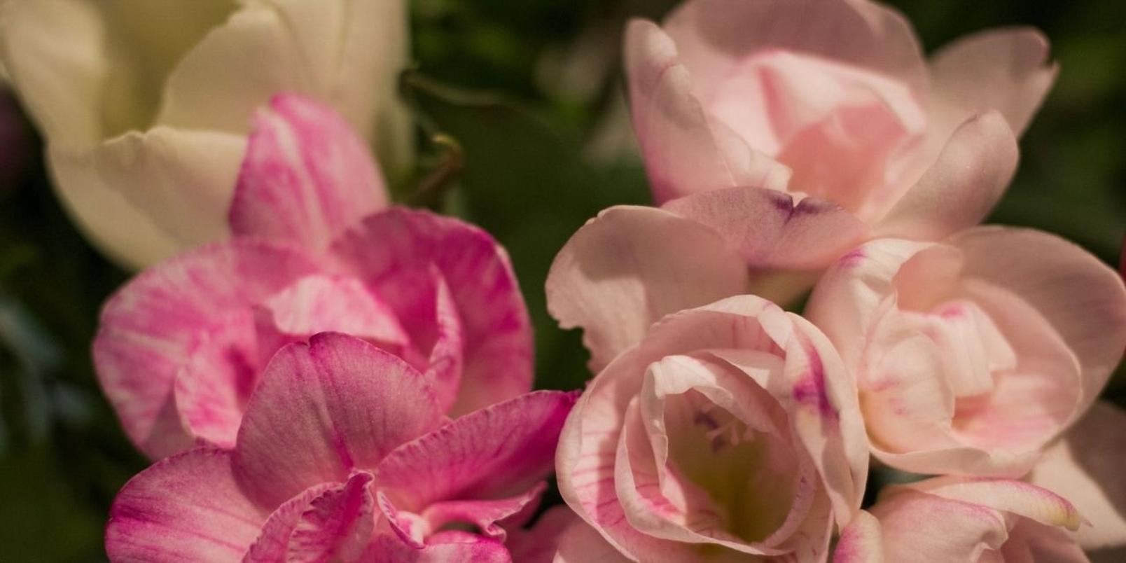 freesia-pink-flowers