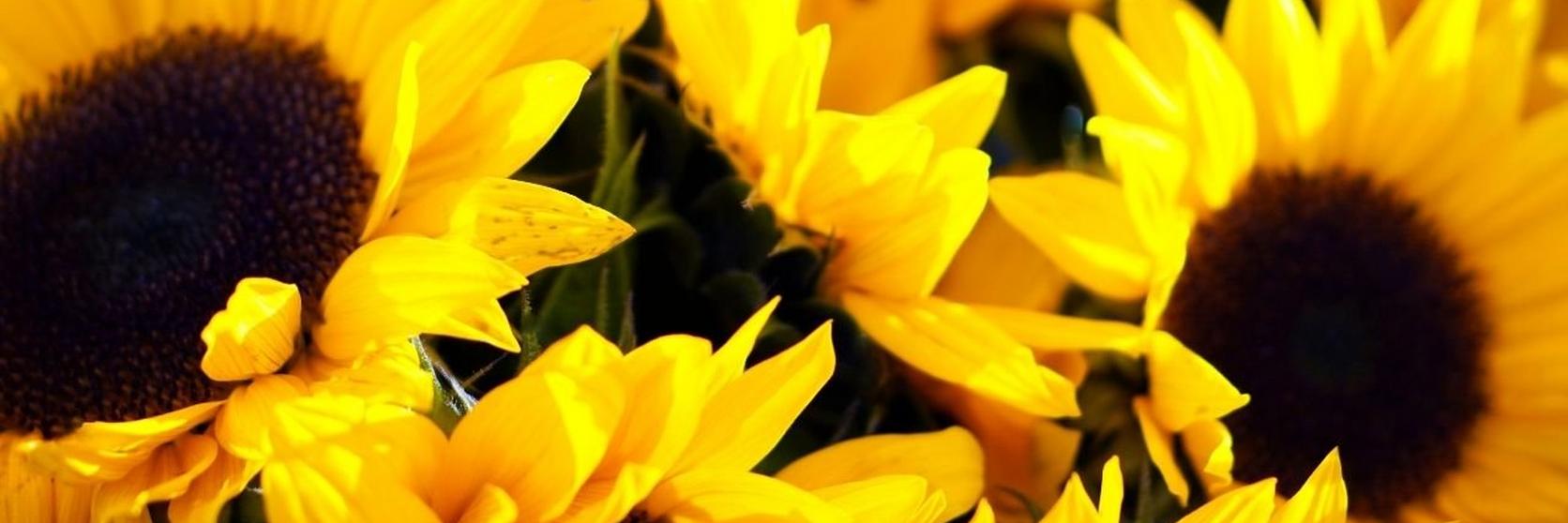fresh-yellow-sunflowers-close-up