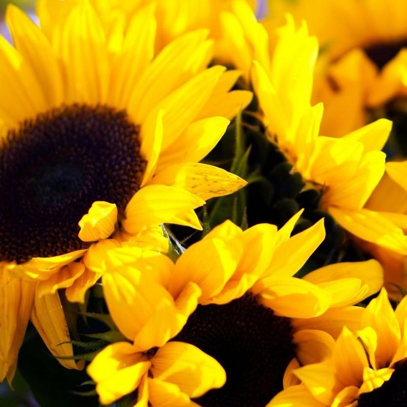 fresh-yellow-sunflowers-close-up
