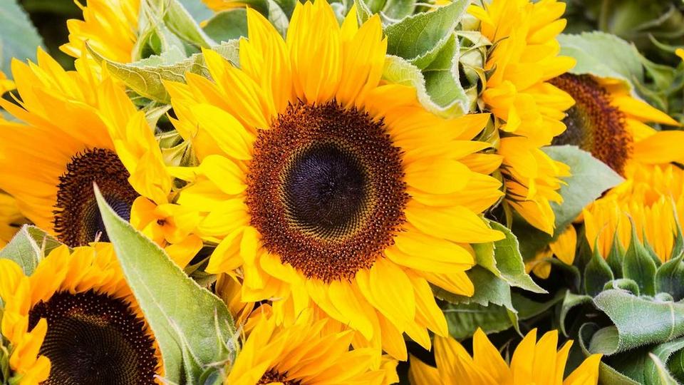 fresh-yellow-sunflowers