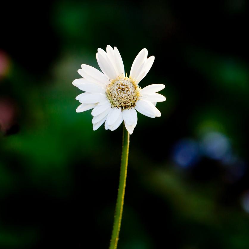 garvinea-gerbera-white-flower