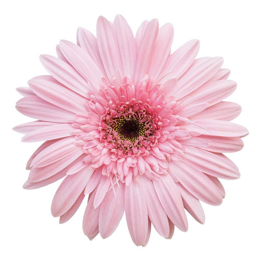 gebera-pink-flower