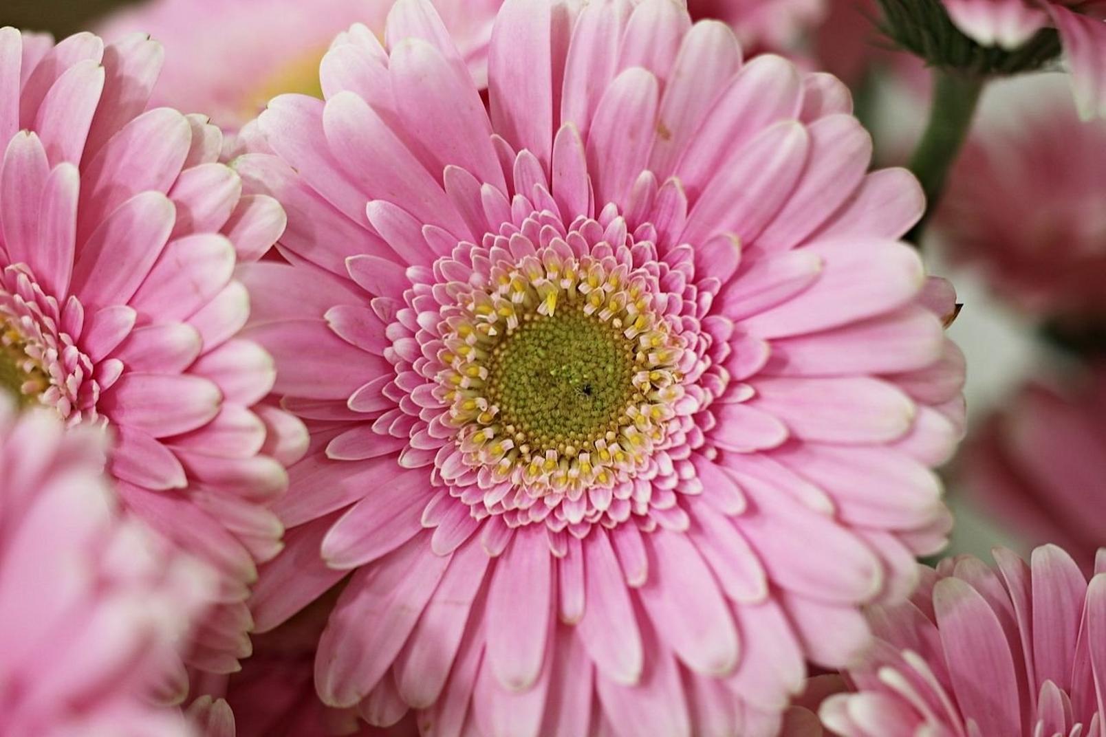 gerbera-daisy-pink-flowers