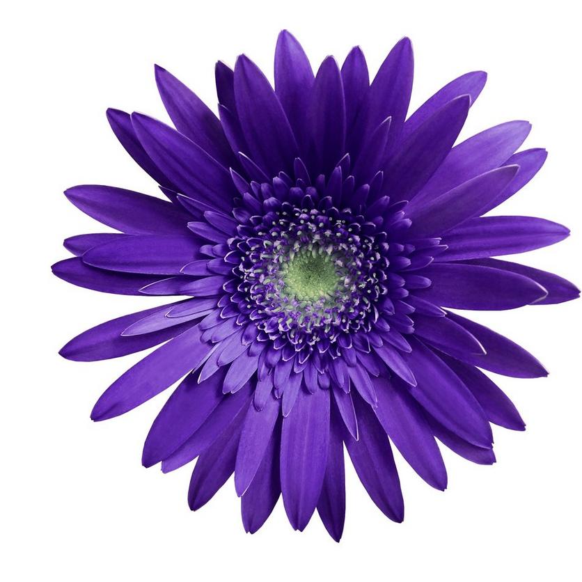 gerbera-dark-purple-flower