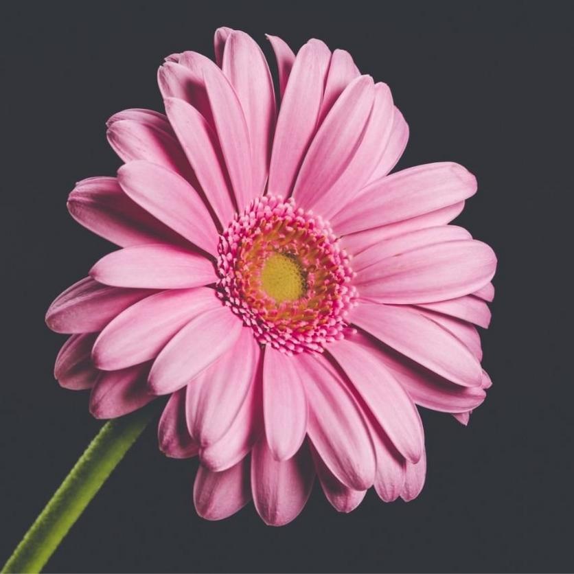 gerbera-pink-flower