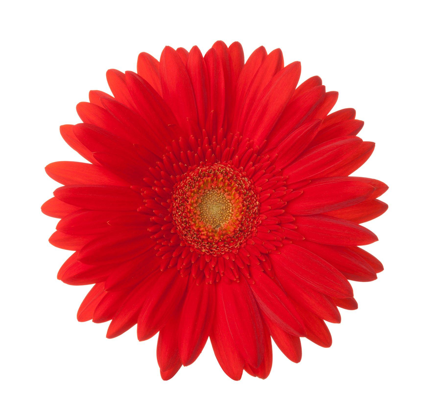gerbera-red-flower