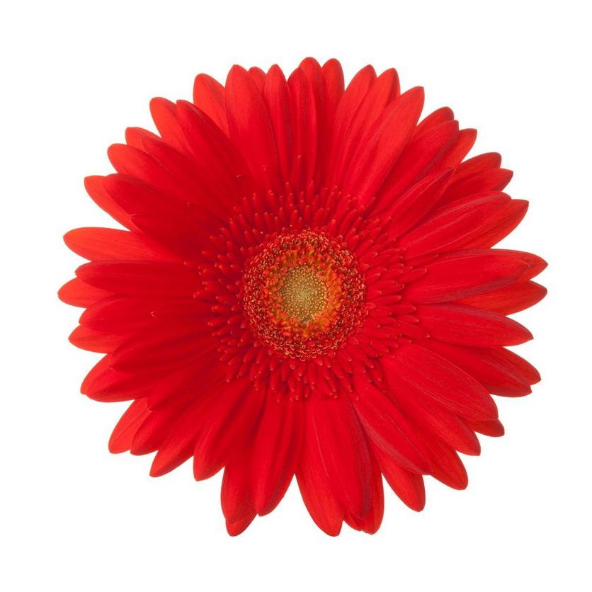 gerbera-red-flower