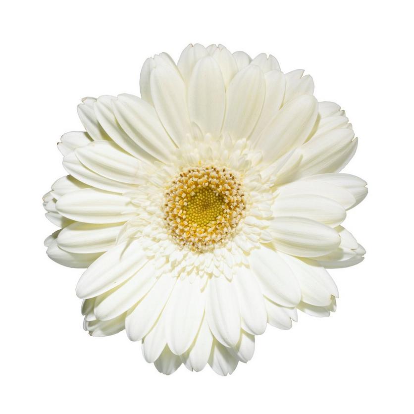gerbera-white-flower
