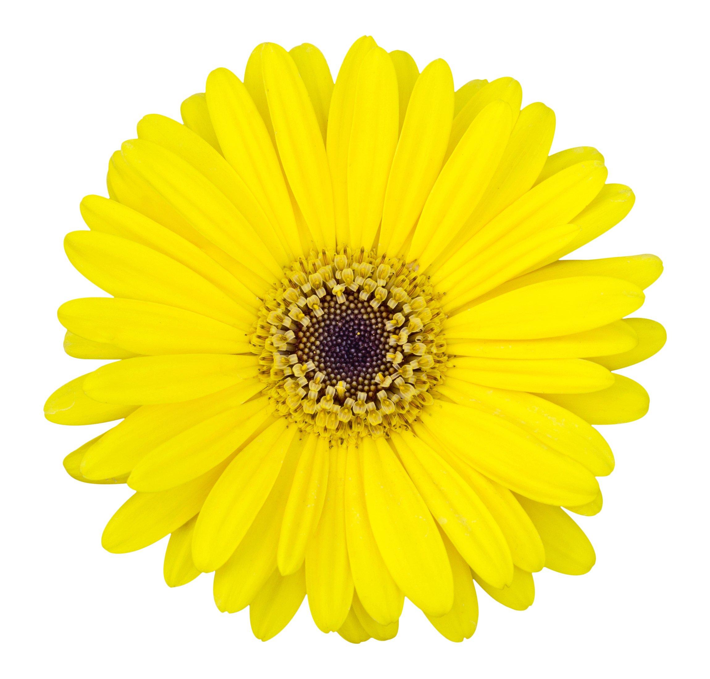 gerbera-yellow-flower